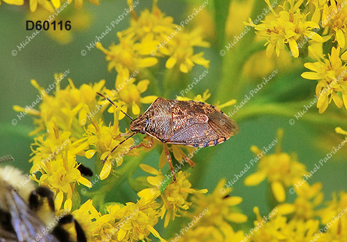 Podisus placidus (Asopinae, Pentatomidae)